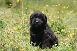 BOUVIER DES FLANDRES 462